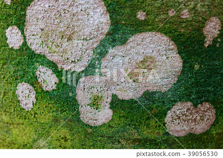 Pattern made by algae Pattern made by algae 39056530