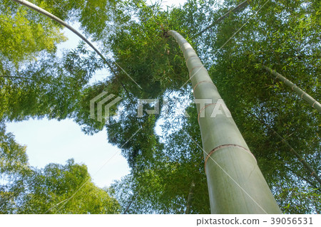 Towering bamboo grove 39056531
