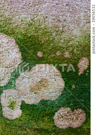 Pattern made by algae 39056532