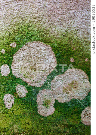 Pattern made by algae 39056535