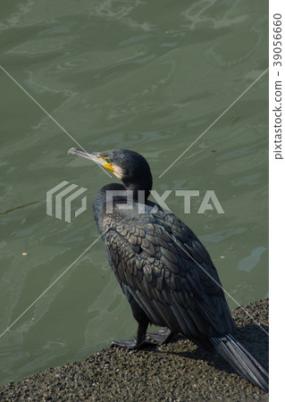 Cormorant 39056660