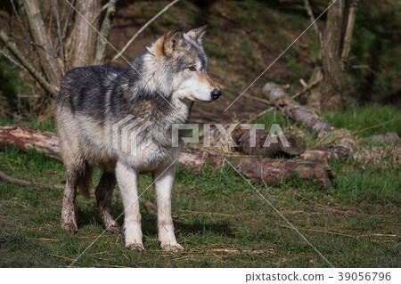 Wolf In Woodlands 39056796