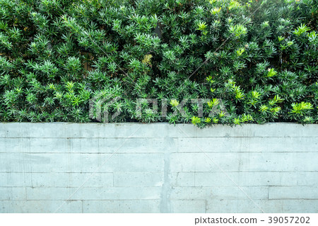 Green vertical garden with white brick wall fence Green vertical garden with white brick wall fence 39057202