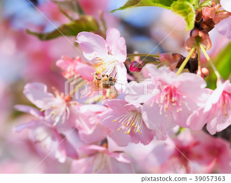 櫻花和蜜蜂 櫻花和蜜蜂 39057363