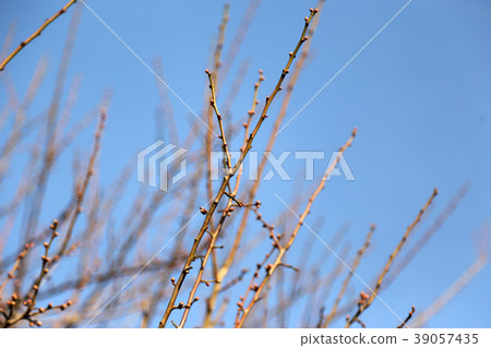 Nature Nature 39057435