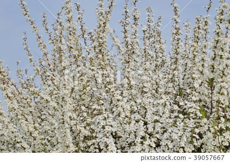 繡線 繡線 39057667