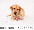 Labrador retriever puppy in the snow with red toy. 39057780