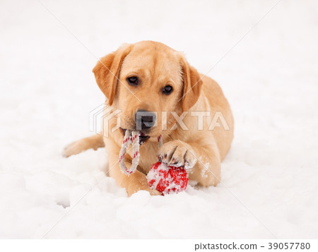 Labrador retriever puppy in the snow with red toy. 39057780