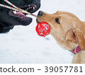 Two Labrador Dog Playing with red toy In Snow. 39057781