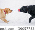 Two Labrador Dog Playing with red toy In Snow. 39057782