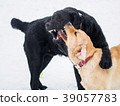 Two Labrador retriever puppies play in the snow. 39057783