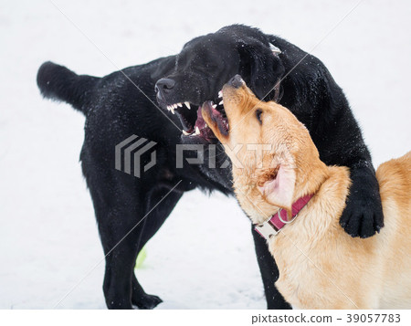 Two Labrador retriever puppies play in the snow. 39057783