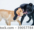Two Labrador retriever puppies play in the snow. 39057784