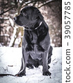 Portrait of Black Labrador Retriever in the winter 39057785