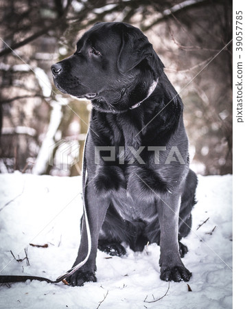 Portrait of Black Labrador Retriever in the winter 39057785