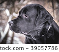 Portrait of Black Labrador Retriever in the winter 39057786