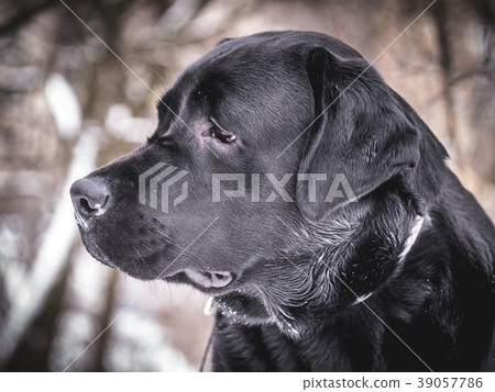 Portrait of Black Labrador Retriever in the winter 39057786