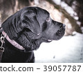 Portrait of Black Labrador Retriever in the winter 39057787