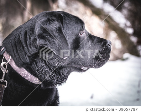 Portrait of Black Labrador Retriever in the winter 39057787