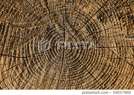 Tree trunk texture Tree trunk texture 39057900