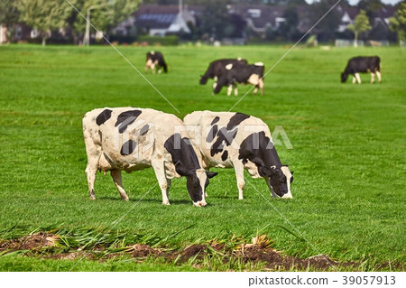 Cows on a farm Cows on a farm 39057913