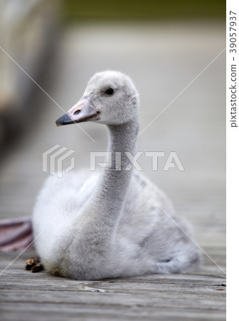 The baby bird of a swan on the mooring The baby bird of a swan on the mooring 39057937