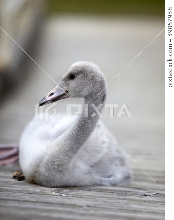 The baby bird of a swan on the mooring The baby bird of a swan on the mooring 39057938