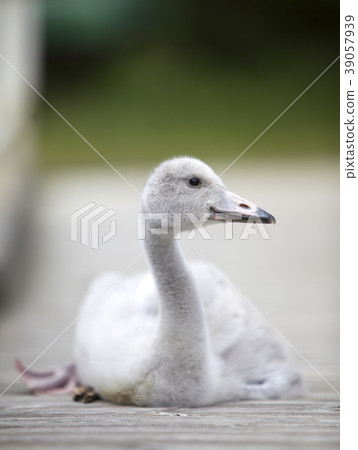 The baby bird of a swan on the mooring The baby bird of a swan on the mooring 39057939