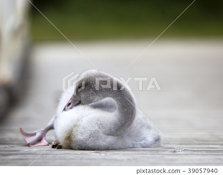 The baby bird of a swan on the mooring The baby bird of a swan on the mooring 39057940