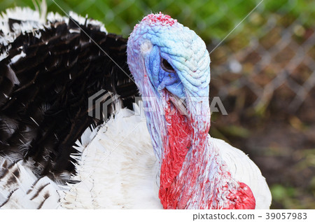 Head of an adult male turkey close up 39057983