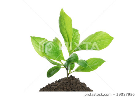 Green plant growing in soil isolated on a white Green plant growing in soil isolated on a white 39057986