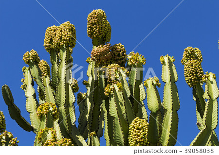 Beautiful cactus on blue sky 39058038