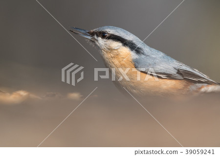 The Eurasian nuthatch (Sitta europaea) 39059241