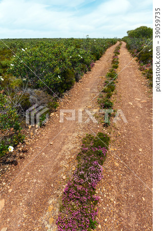 Dirty road and big white azalea flowers. 39059735