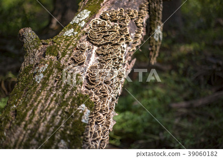 Mushrooms on tree Mushrooms on tree 39060182