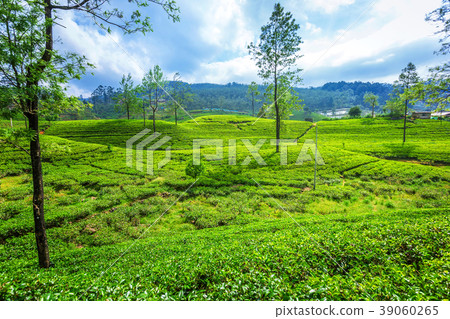 Green plantation of Ceylon tea. Green plantation of Ceylon tea. 39060265