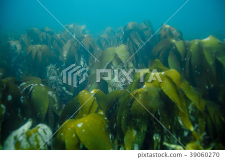underwater landscape in Norway 39060270