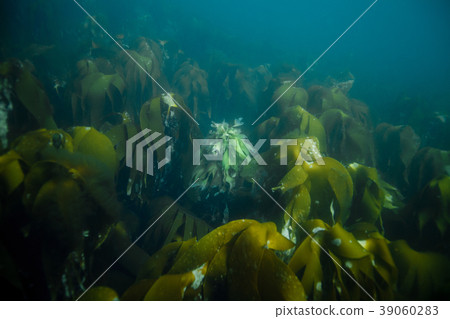 underwater landscape in Norway 39060283