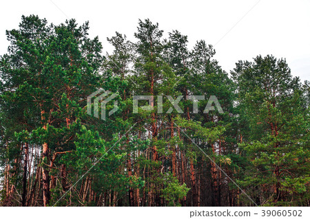 View of winter coniferous forest View of winter coniferous forest 39060502