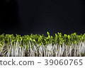 Close up of a fresh cuckooflower background. 39060765