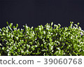 Close up of a fresh cuckooflower background. 39060768