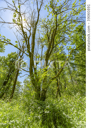 Olympic National Park Rainforest Trees covered Olympic National Park Rainforest Trees covered 39060891