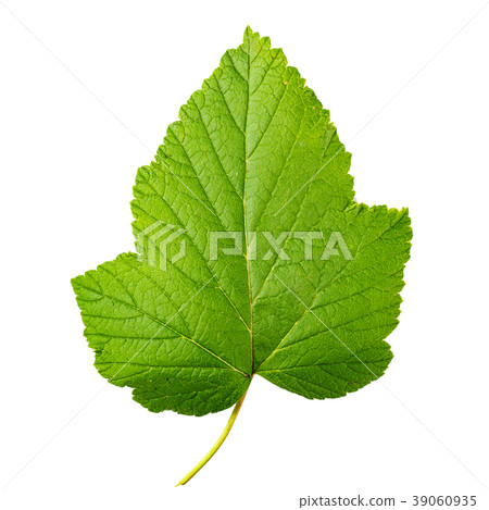 Raspberry leaves isolated on a white background 39060935