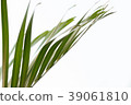 leaf of palm tree 39061810