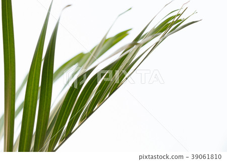 leaf of palm tree leaf of palm tree 39061810