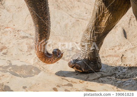 Close-up big Asian elephant foot and trunk Close-up big Asian elephant foot and trunk 39061828