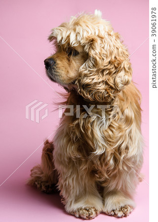 Cocker spaniel on a pink background Cocker spaniel on a pink background 39061978