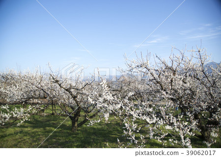 Shibayama山，梅花和雪仍然存在 39062017
