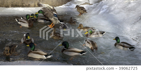 Mallards winterings in the open water 39062725