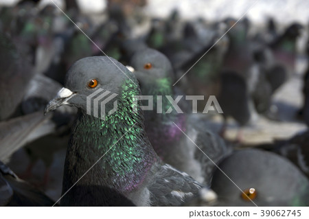 large flock of pigeons closeup 39062745